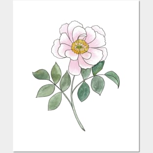 Watercolor Peony Illustration Posters and Art